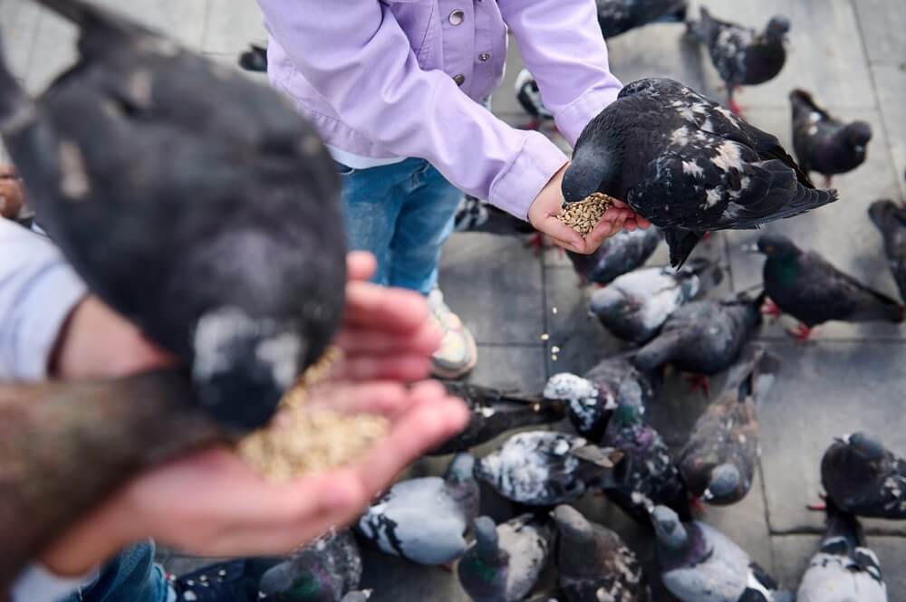 Crianças alimentando os pombos no parque