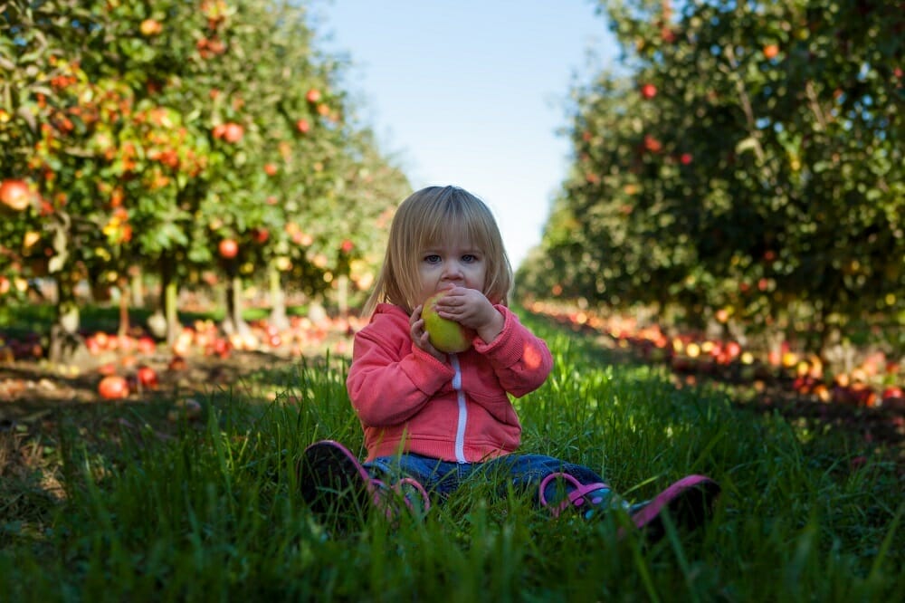 Criança sentada na grama em meio a pés de frutas de um pomar