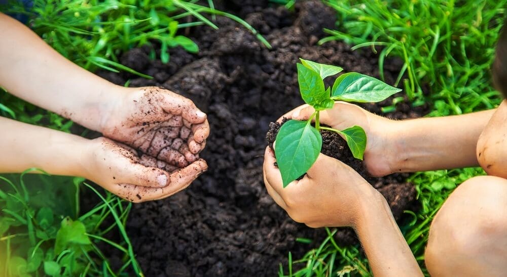 duas crianças plantando uma mudinha, uma delas está com a mão suja de terra, a outra passa a planta para ela.