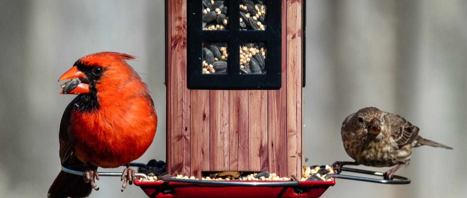 Pássaros comendo em um alimentador