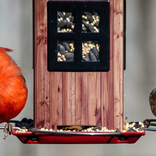 Pássaros comendo em um alimentador