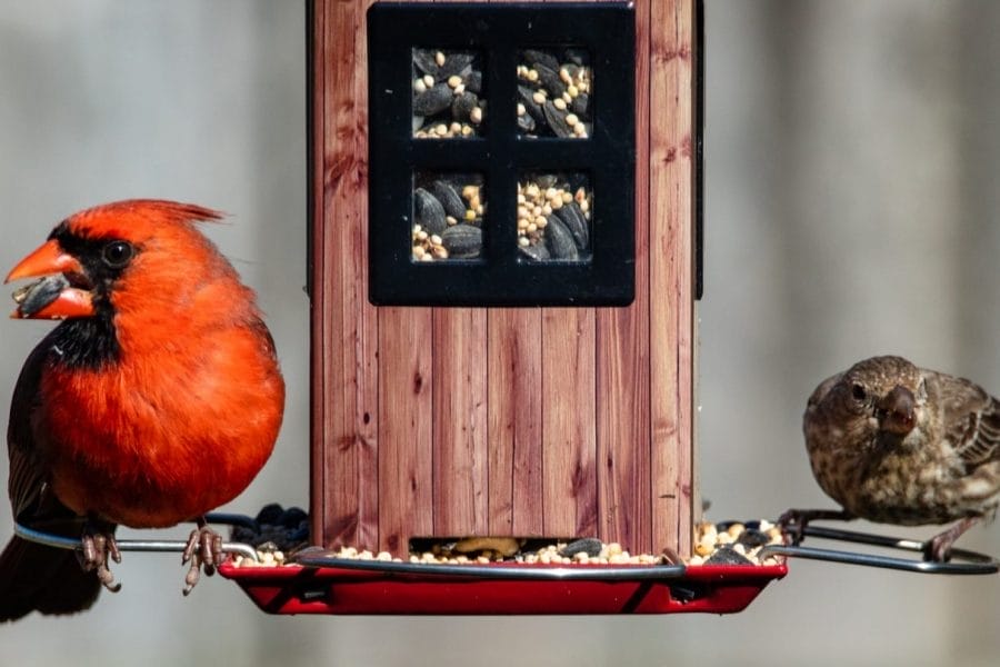 Pássaros comendo em um alimentador